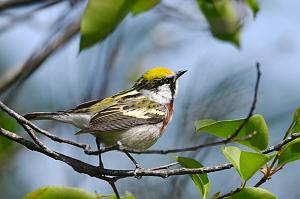 019 Warbler, Chestnut-sided, 2023-05150939 Parker river NWR, MA